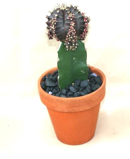 4" Grafted Cactus Colortop Clay - Click Image to Close